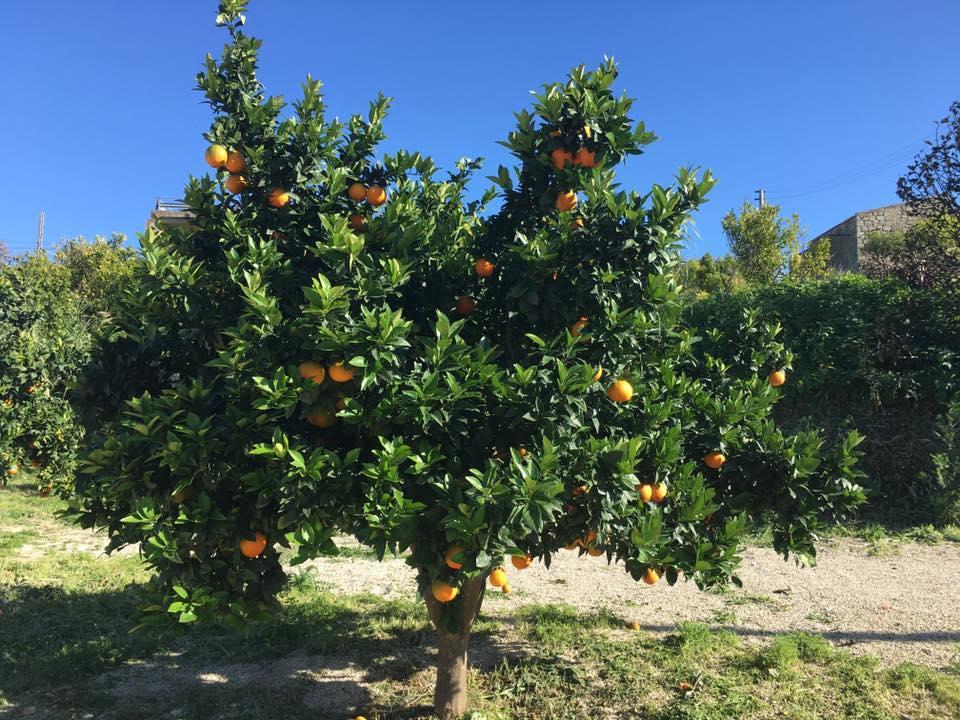 Tenuta Lanza Il Mulino Acquaviva Platani 외부 사진